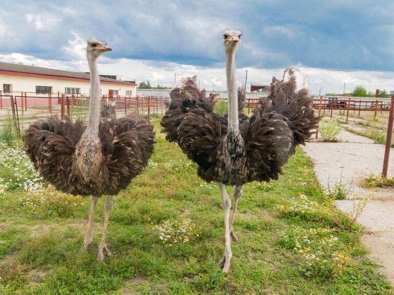 Ферма Русский страус