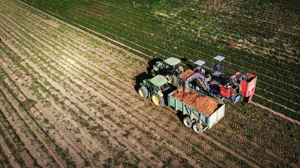 Морковоуборочный комбайн засыпает собранную на поле морковь в грузовик