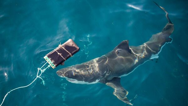 Проверка нового материала для гидрокостюмов на прочности при укусе белой акулы