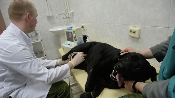 Ветеринарное обслуживание собаки