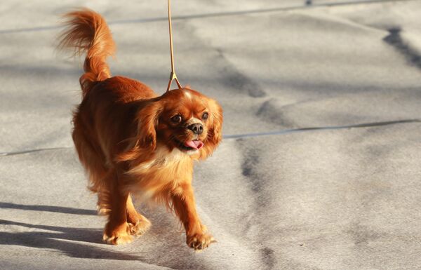 Собака породы кавалер кинг чарльз спаниель на международной выставке собак в Москве