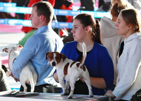 Собаки породы джек-рассел-терьер на международной выставке собак в Москве