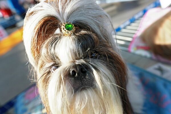 Собака породы ши-тцу на международной выставке собак в Москве