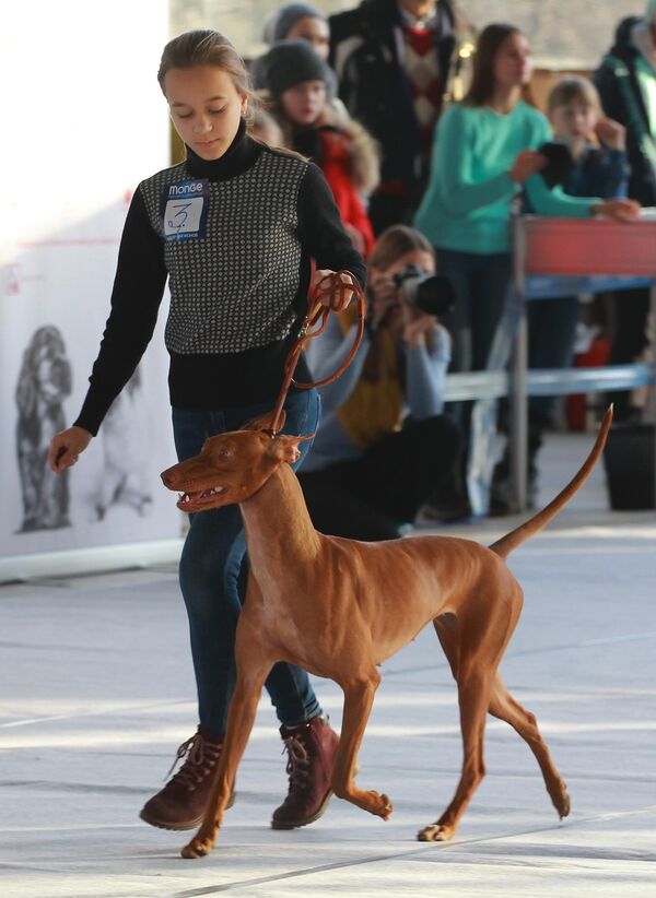 Девушка с собакой породы фараонова собака на международной выставке собак в Москве
