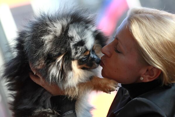 Собака породы померанский шпиц мраморного окраса на международной выставке собак в Москве