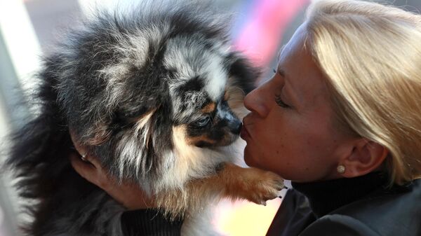 Собака породы померанский шпиц мраморного окраса на международной выставке собак в Москве