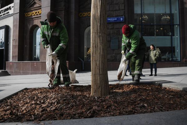 Работники коммунальной службы меняют щепу на клумбе у дерева на Тверской улице в Москве