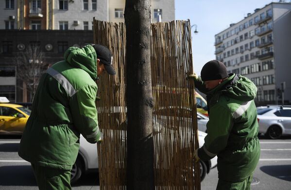 Работники коммунальной службы заменяют оплетку из бамбука на стволе дерева на Тверской улице в Москве