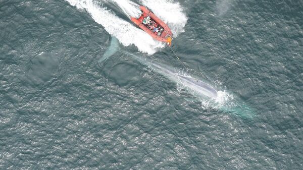 Ученые помещают датчик с присосками на спину синего кита
