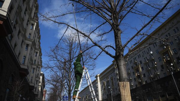 Работник коммунальной службы обрезает ветки дерева на Тверской улице в Москве