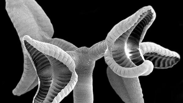 Изображение ленточного червя, полученное с помощью электронного микроскопа