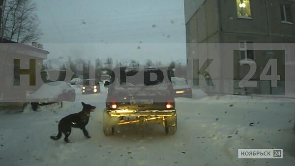 На Ямале мужчина выгуливал собаку, привязав ее к автомобилю