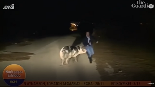 В Греции свинья напала на журналиста в прямом эфире