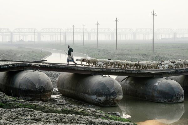 Пастух ведет стадо овец на понтонном мосту в Аллахабаде