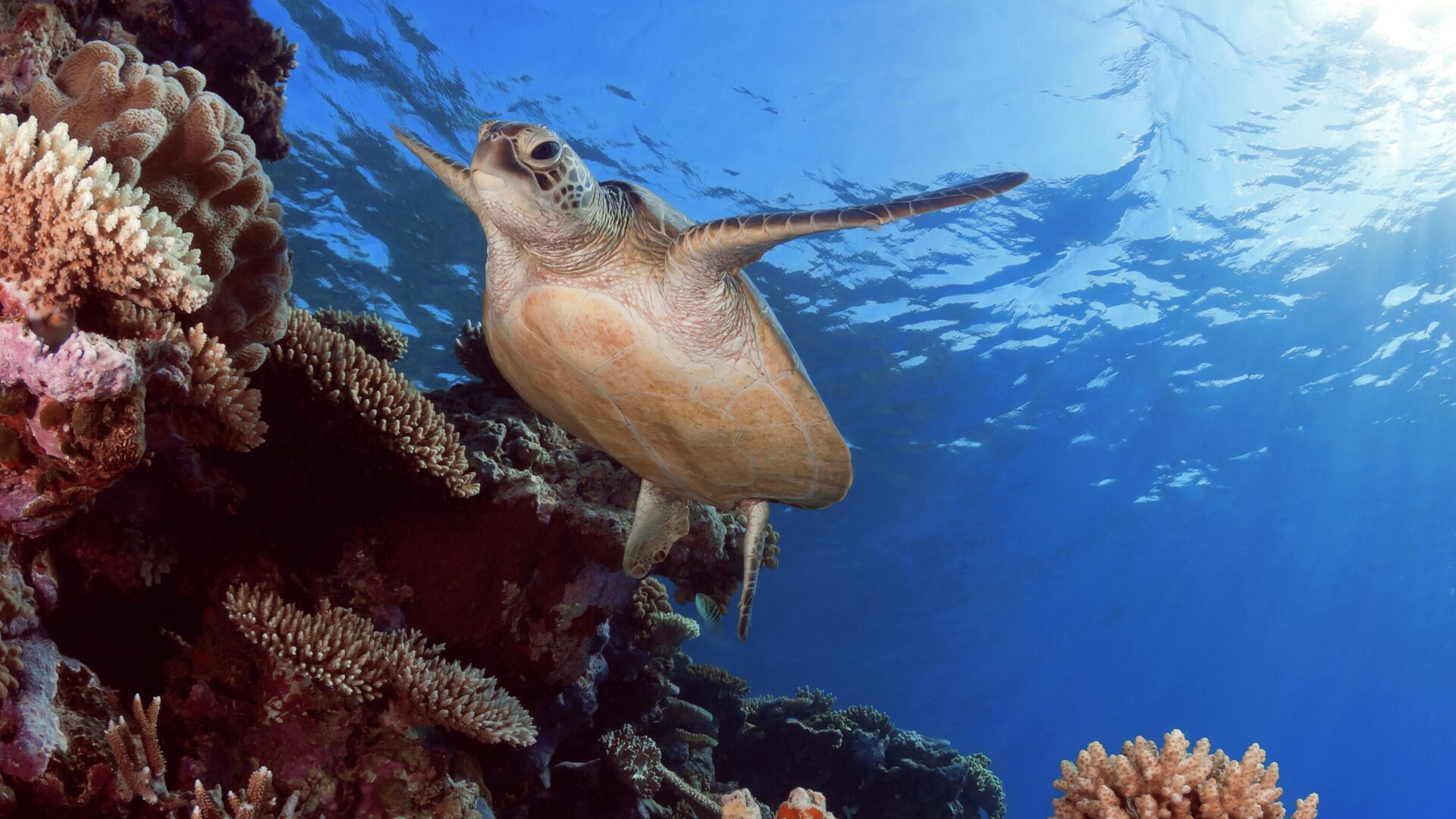 Австралия дополнительно выделит 700 миллионов долларов на защиту Большого Барьерного рифа