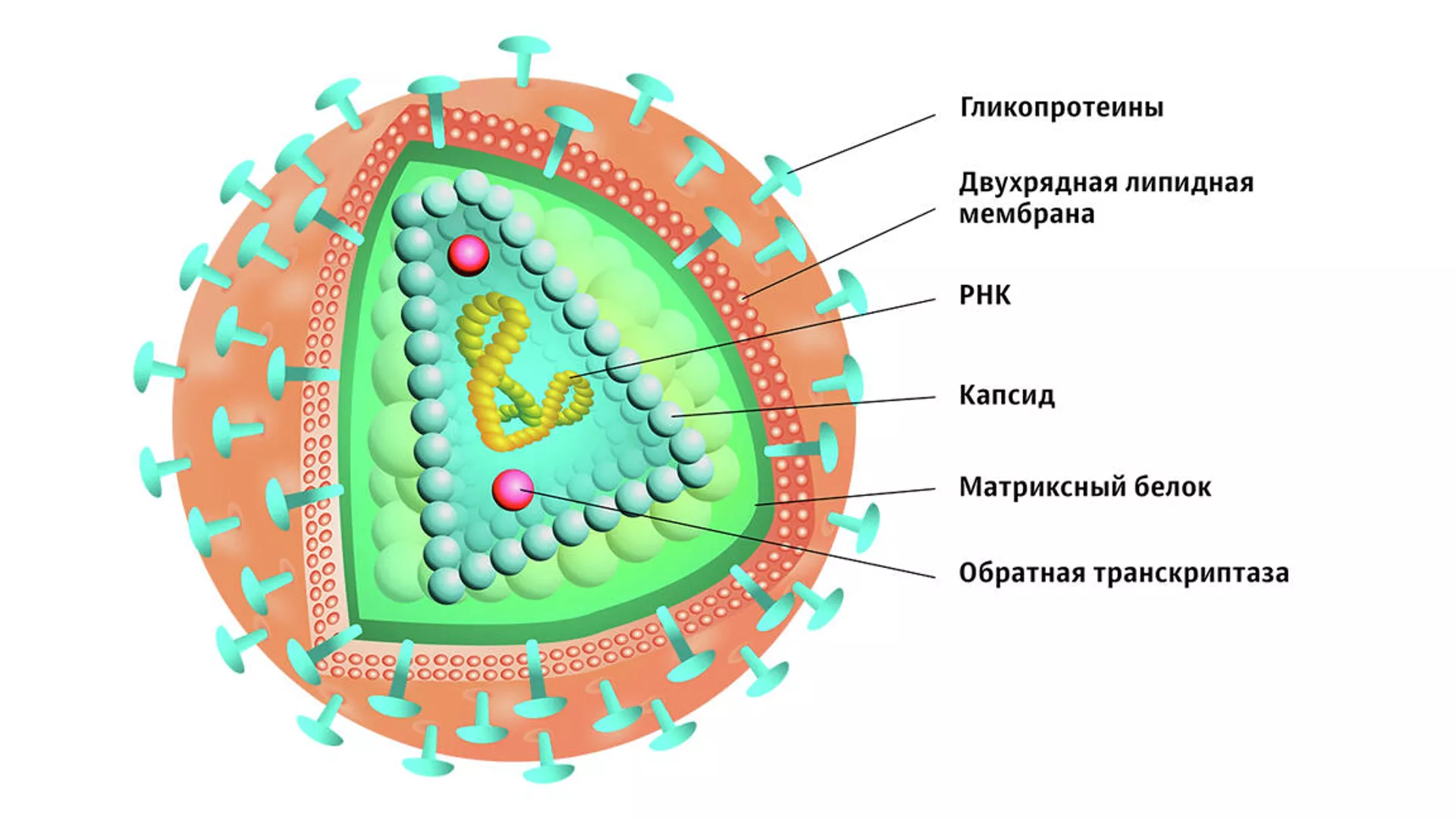Строение вируса иммунодефицита человека - РИА Новости, 1920, 04.05.2023