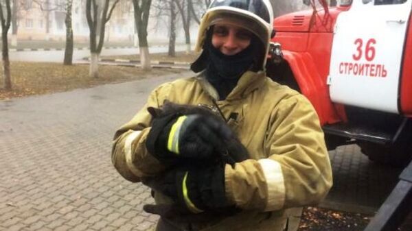 В городе Строитель, Белгородской области,  пожарные помогли снять с дерева испуганную кошку