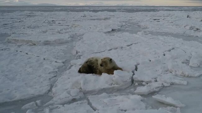 Ученый: белому медведю с надписью Т-34 не грозит смерть от голода
