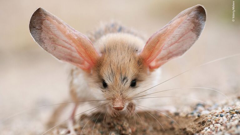 Valeriy Maleev. Шортлист Wildlife Photographer of the Year LUMIX People's Choice Award