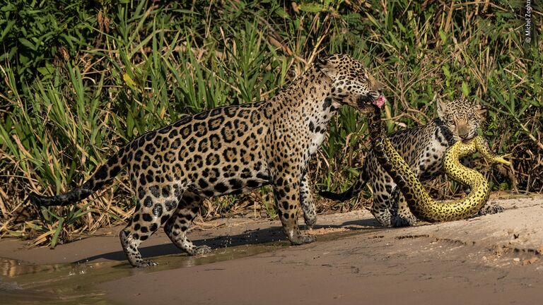 Michel Zoghzoghi. Шортлист Wildlife Photographer of the Year LUMIX People's Choice Award