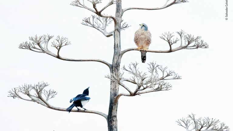 Salvador Colvée Nebot. Шортлист Wildlife Photographer of the Year LUMIX People's Choice Award