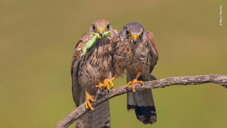 Marco Valentini. Шортлист Wildlife Photographer of the Year LUMIX People's Choice Award