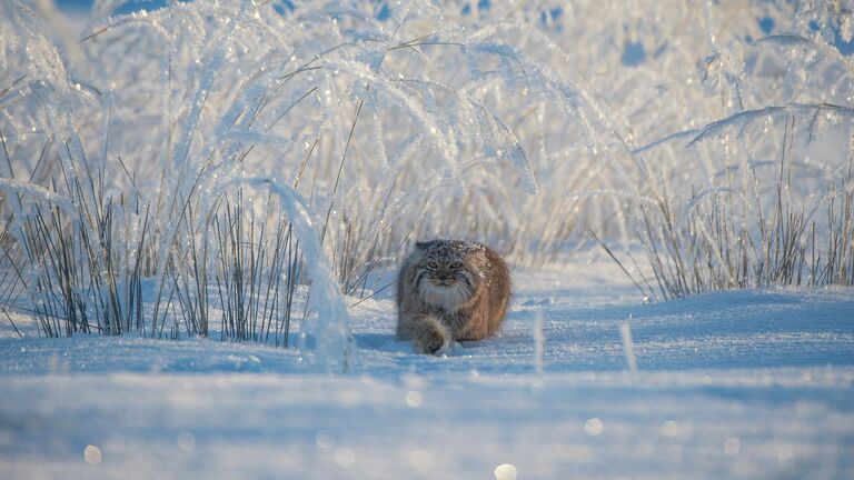 Valeriy Maleev. Шортлист Wildlife Photographer of the Year LUMIX People's Choice Award