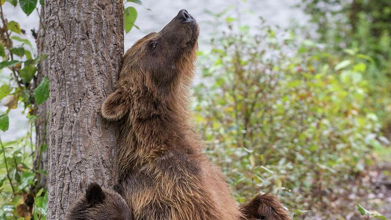 Marion Volborn. Шортлист Wildlife Photographer of the Year LUMIX People's Choice Award