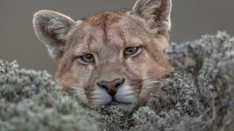 Ingo Ardnt. Шортлист Wildlife Photographer of the Year LUMIX People's Choice Award