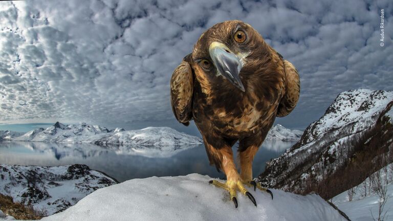 Audun Rikardsen. Шортлист Wildlife Photographer of the Year LUMIX People's Choice Award