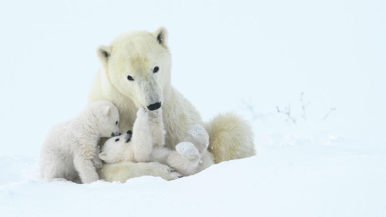 Steve Levi. Шортлист Wildlife Photographer of the Year LUMIX People's Choice Award