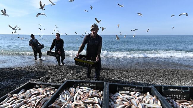 Рыбаки разгружают выловленную в Черном море рыбу