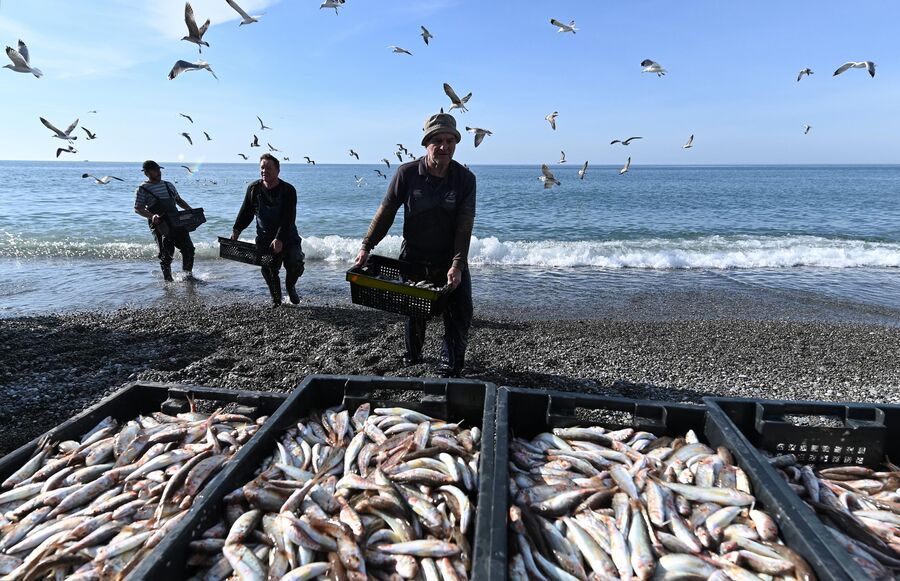 Рыбаки разгружают выловленную в Черном море рыбу