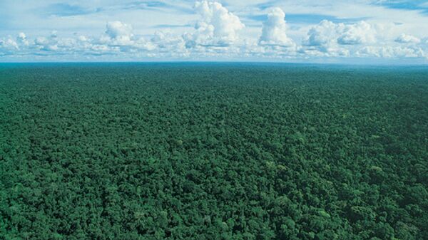 Амазонский лес. Архив