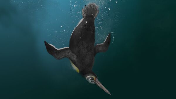Реконструкция облика ископаемого пингвина Kupoupou stilwelli, обитавшего 62,5-60 миллионов лет назад