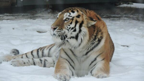 Тигр Устин в Ростовском зоопарке