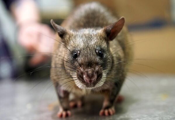 Гигантская крыса Гамби (гигантская гамбийская хомяковая крыса) у зоолога Евгения Рыбалтовского в городе Всеволожске Ленинградской области