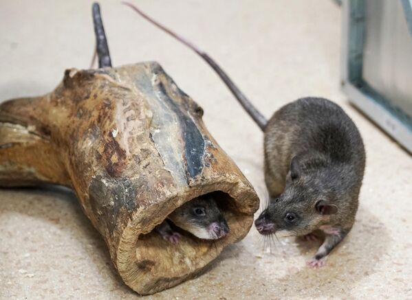 Гигантские крысы Гамби (гигантская гамбийская хомяковая крыса) у зоолога Евгения Рыбалтовского в городе Всеволожске Ленинградской области