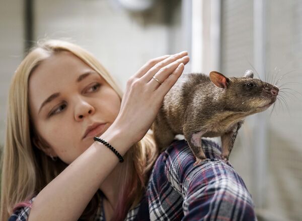 Жена зоолога Евгения Рыбалтовского - Марина с Гигантской крысой Гамби (гигансткая гамбийская хомяковая крыса) в городе Всеволожске Ленинградской области