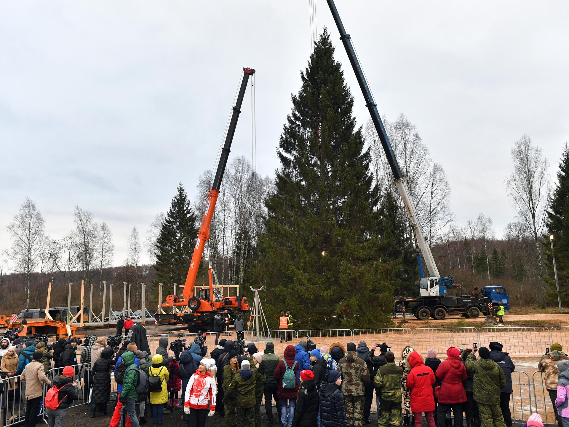 В Подмосковье спилили главную елку страны - РИА Новости, 13.12.2019