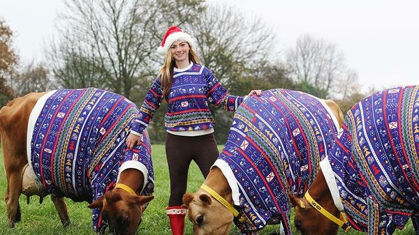 Фермер Бекки Хауз с коровами, наряженными в праздничные свитера с рождественской тематикой