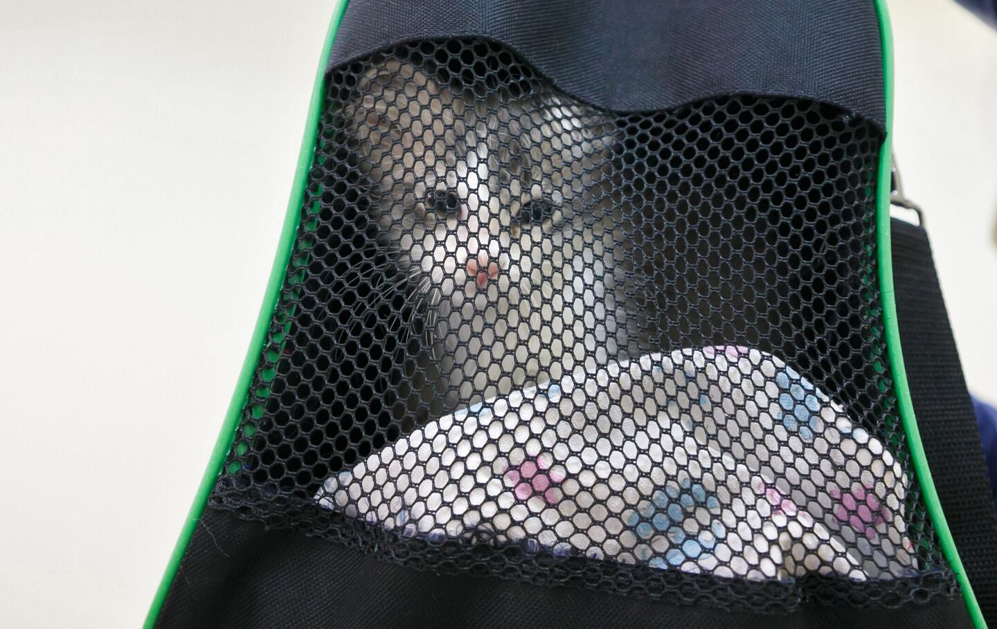 Котенок в переноске