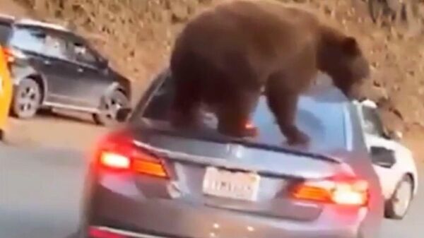 Медведь запрыгнул на автомобиль в Национальном парке Секвойя и Кингз-Каньон. Стоп-кадр из видео