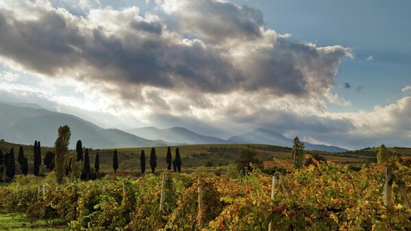 Виноградники в окрестностях Алушты в Крыму