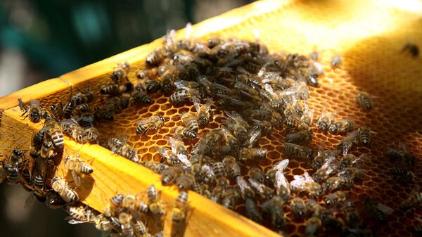 Соты в руках пчеловода