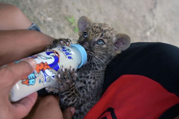 Детеныш леопарда, который был спасен от попытки контрабанды, пьет молоко из бутылки в провинции Риау, Индонезия. 16 декабря 2019