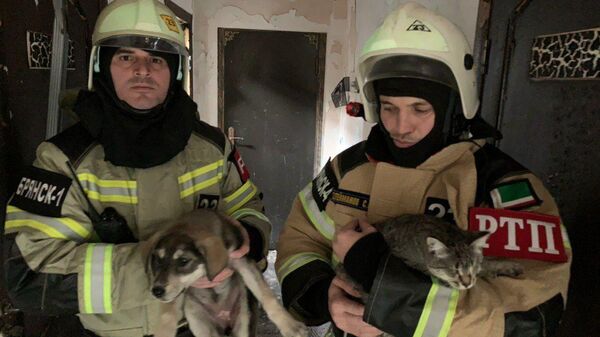 В Грозном при пожаре в приюте сотрудники МЧС спасли более 170 кошек и собак 
