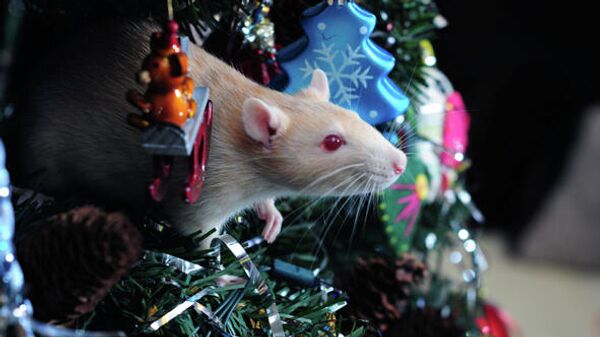 Крыса и новогодняя ель
