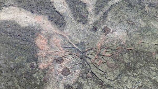 Окаменевшая корневая система археоптерисов - древнейших на планете деревьев