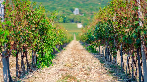 Кубанские виноградники